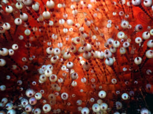 Anemone Rot