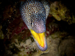 Fotowettbewerb: Fische und Korallen im Roten Meer