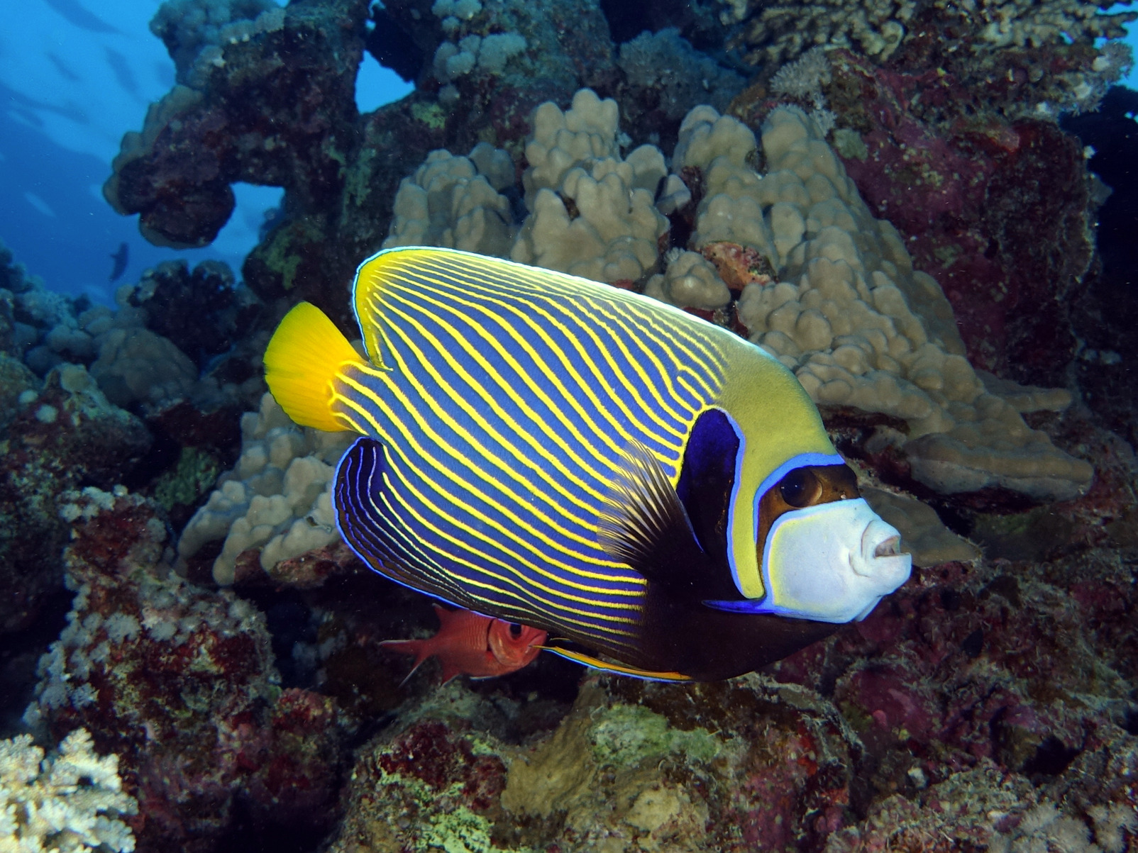 Das Carless Reef für uns ganz alleine