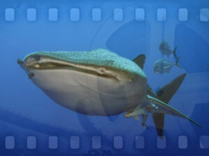Videowettbewerb: Schönstes Unterwasservideo
