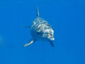 Ein junger Delfin im Roten Meer braucht Hilfe