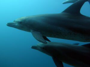 Dolphins-Hurghada