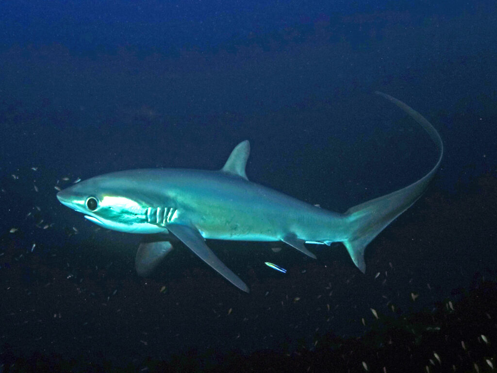 Ein sanfter Drift mit großen Begegnungen