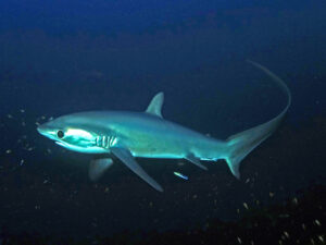 Ein sanfter Drift mit großen Begegnungen