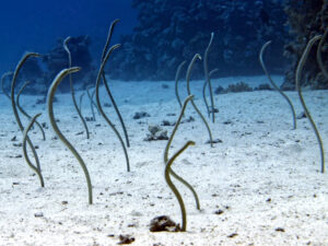 Die Sandaale übten ihr Tänzchen vor Publikum