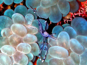 Faszinierende Garnelenshow Unterwasser