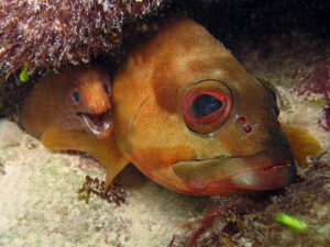Zwischen Muränen und Fledermausfischen
