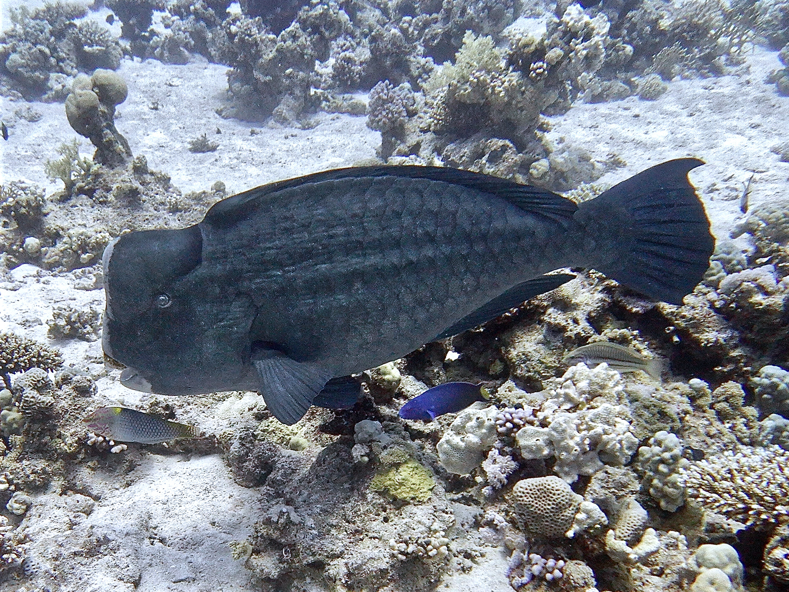 Eibn sportlicher Tauchtag mit Fischvielfalt