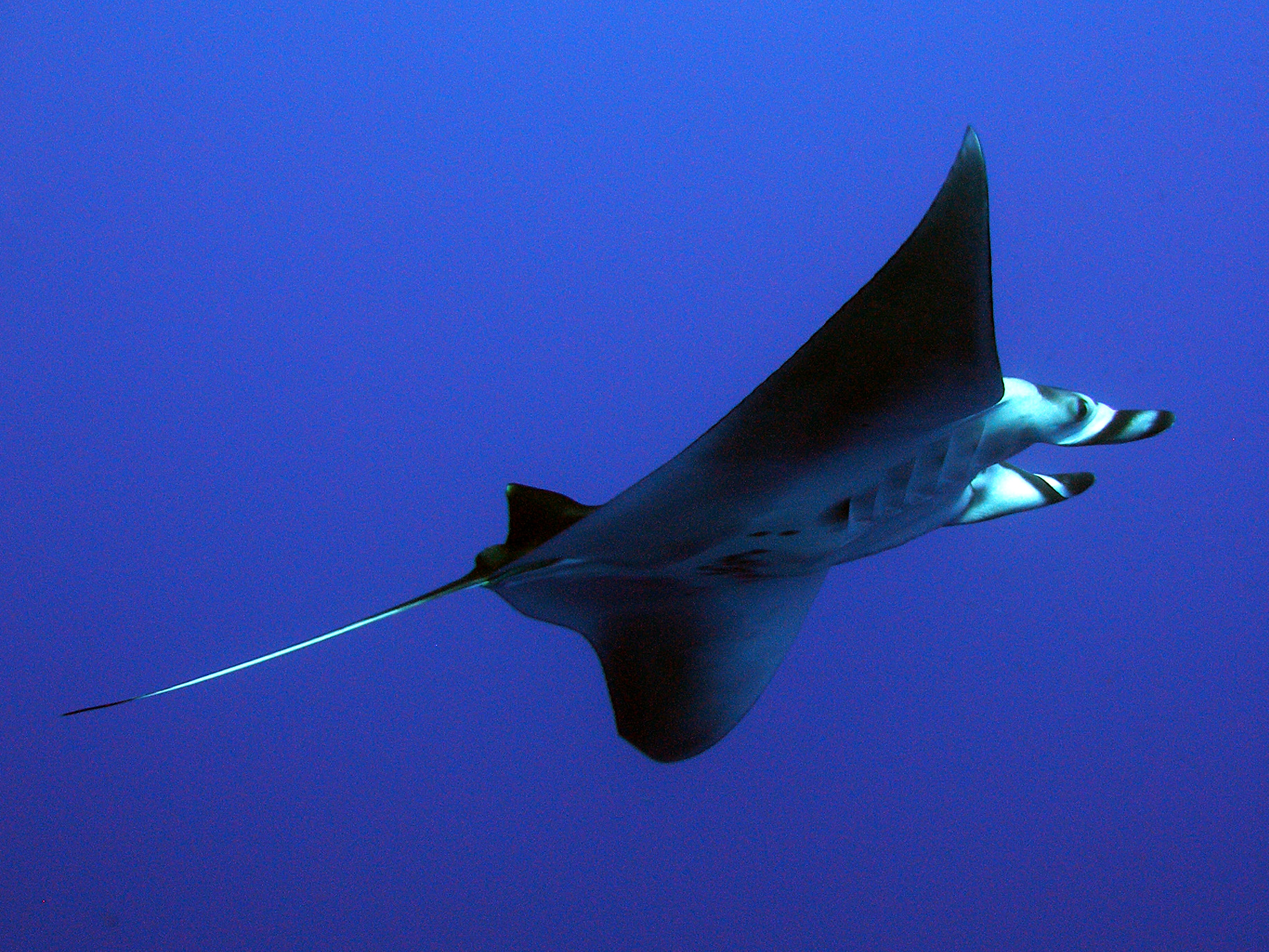 Ein Mobula überraschte uns im Vorbeiflug