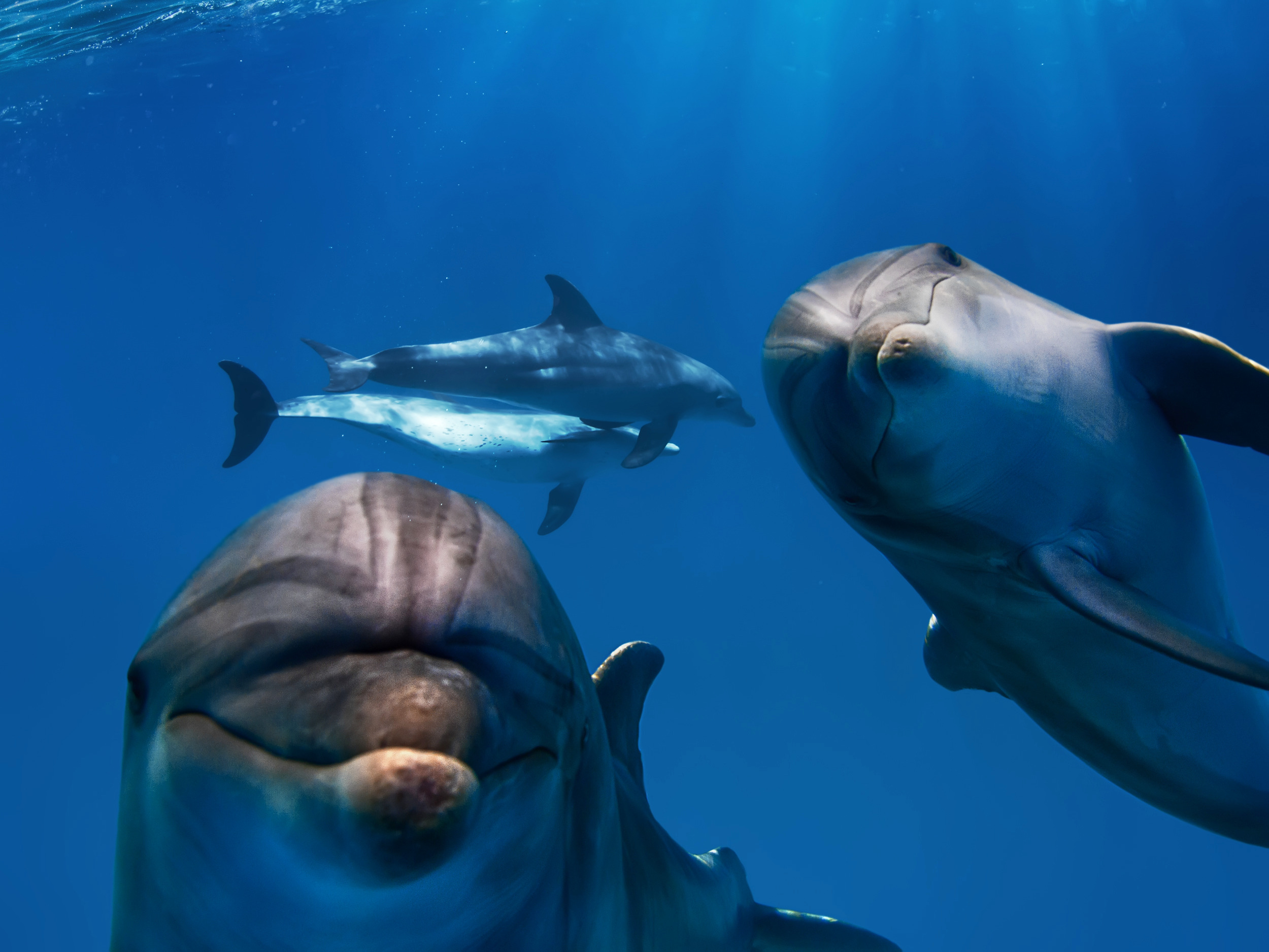 Eine Seegraswiese voll mit Delfinen