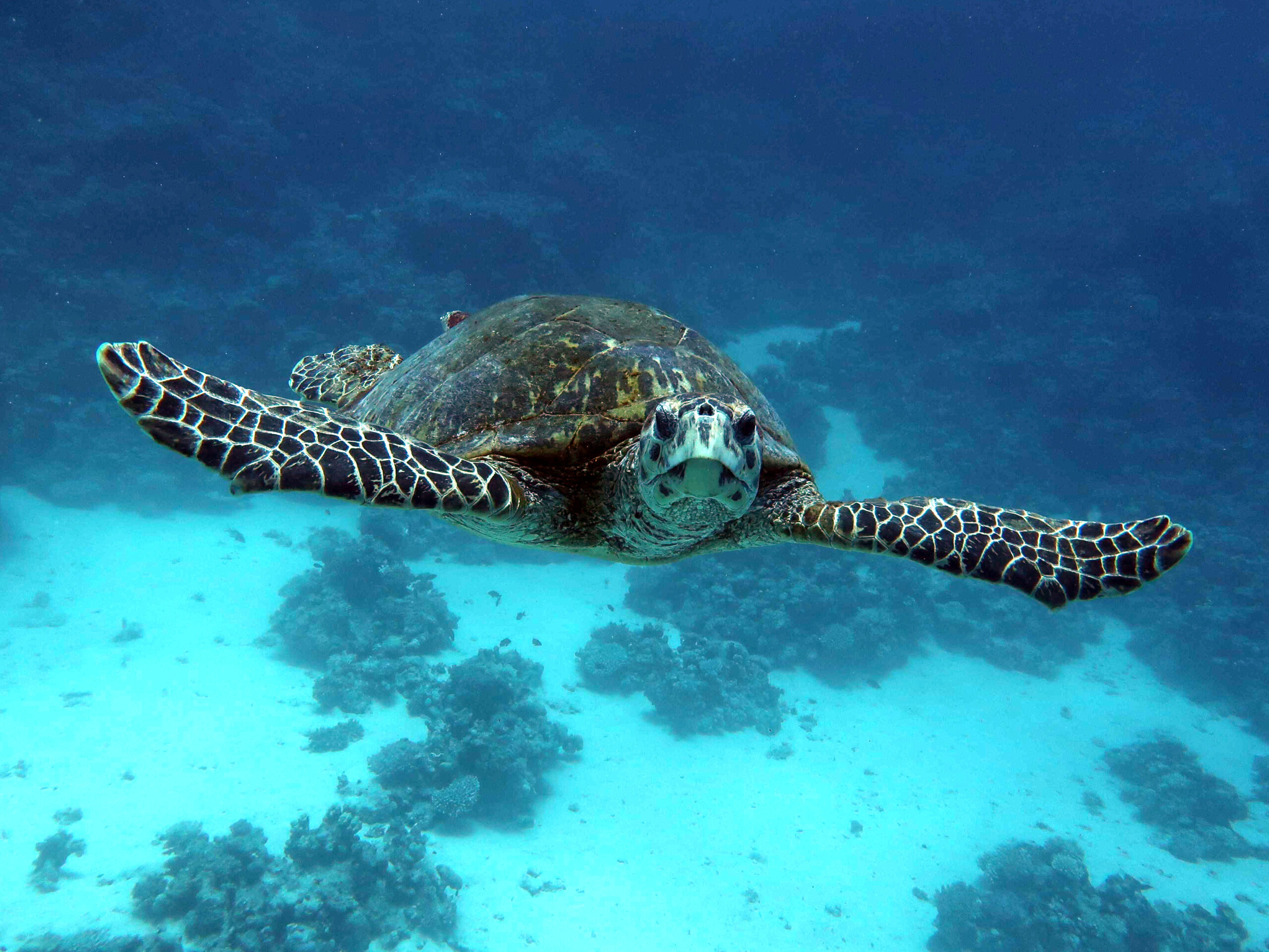 Eine Crazy Turtle auf Kuschelkurs