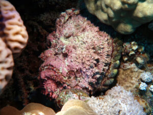 Bei Sommerzeit ab aufs Rote Meer