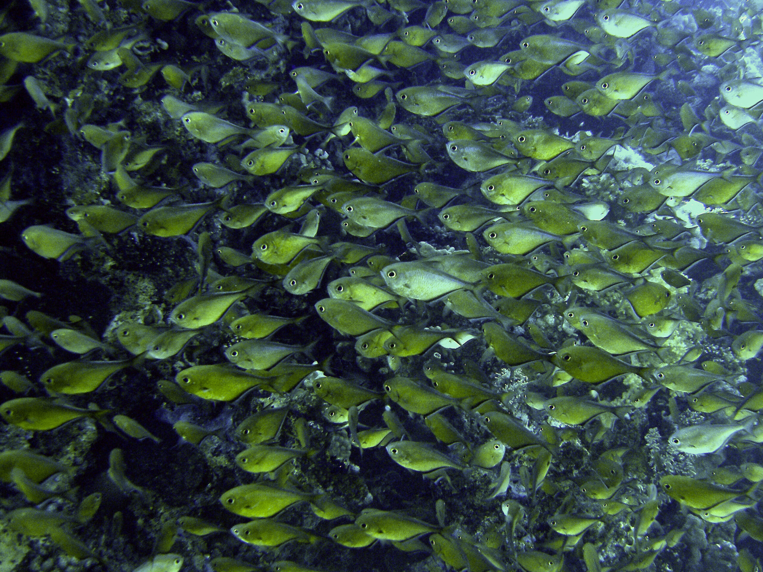 Geniale Sicht auf zahllose Fischschwärme