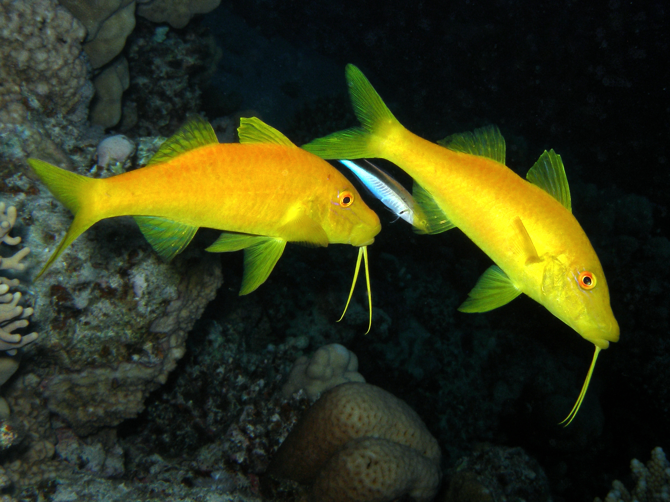 Alles im Doppelpack am Aquarium