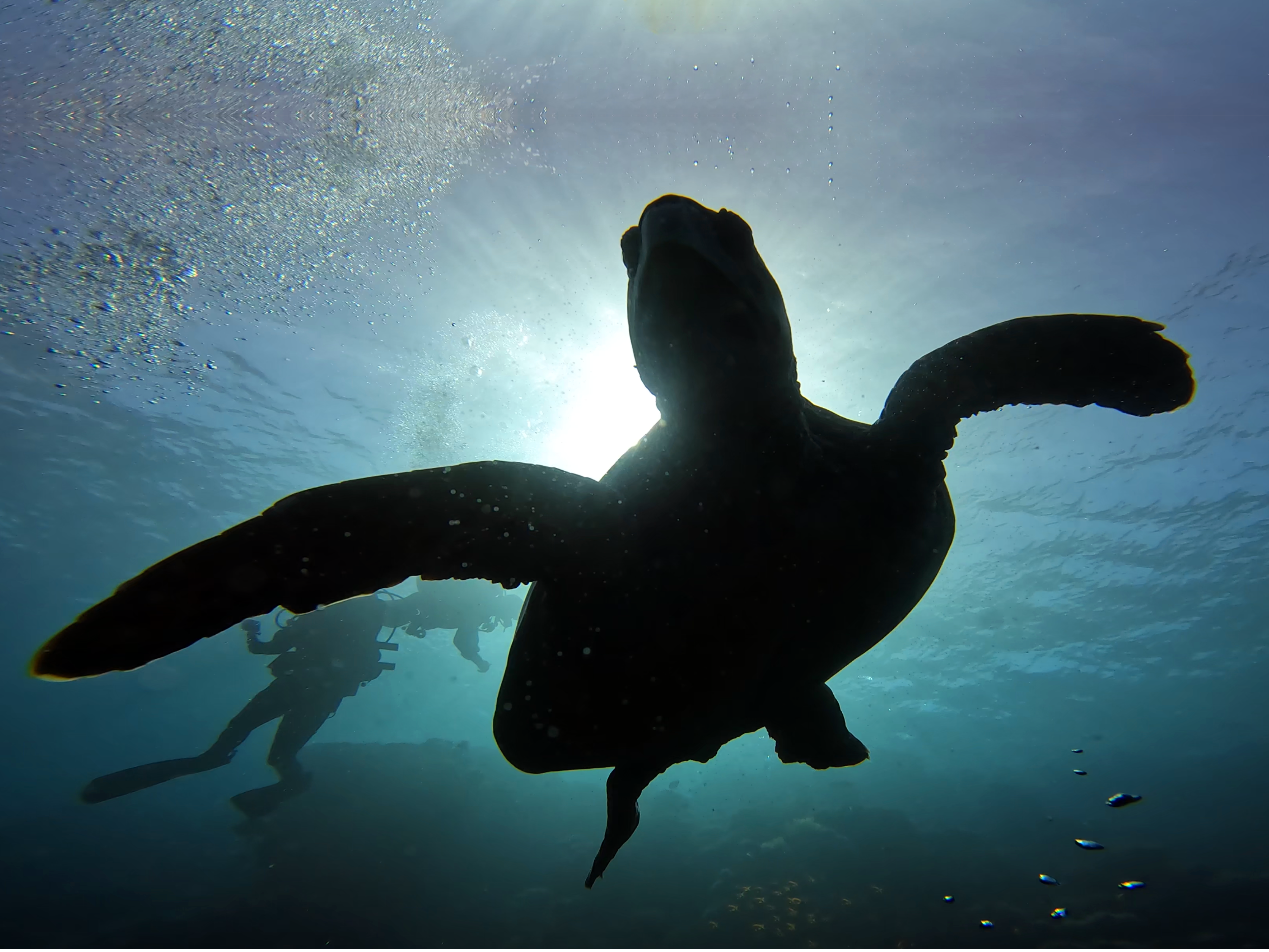 Schildkröten Eskorte beim Tauchen