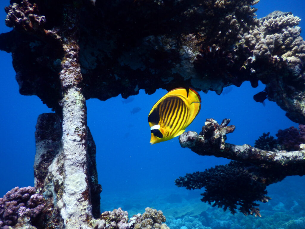 Ein dritter Tauchgang im warmen Wasser