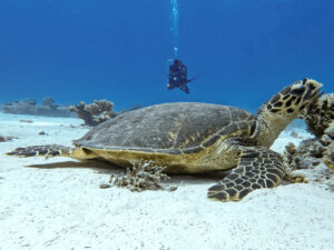 Ich wünsche mir eine Schildkröte