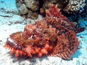 Großartige Tauchplätze an der Kleinen Giftun Insel