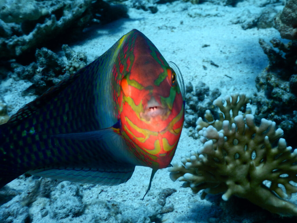 Tauchen in einer besonderen Atmosphäre