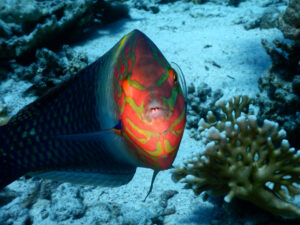 Tauchen in einer besonderen Atmosphäre