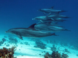 Delfine und noch vieles Schöne mehr