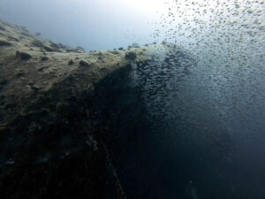 Wenn Zeit zu Korallen wird