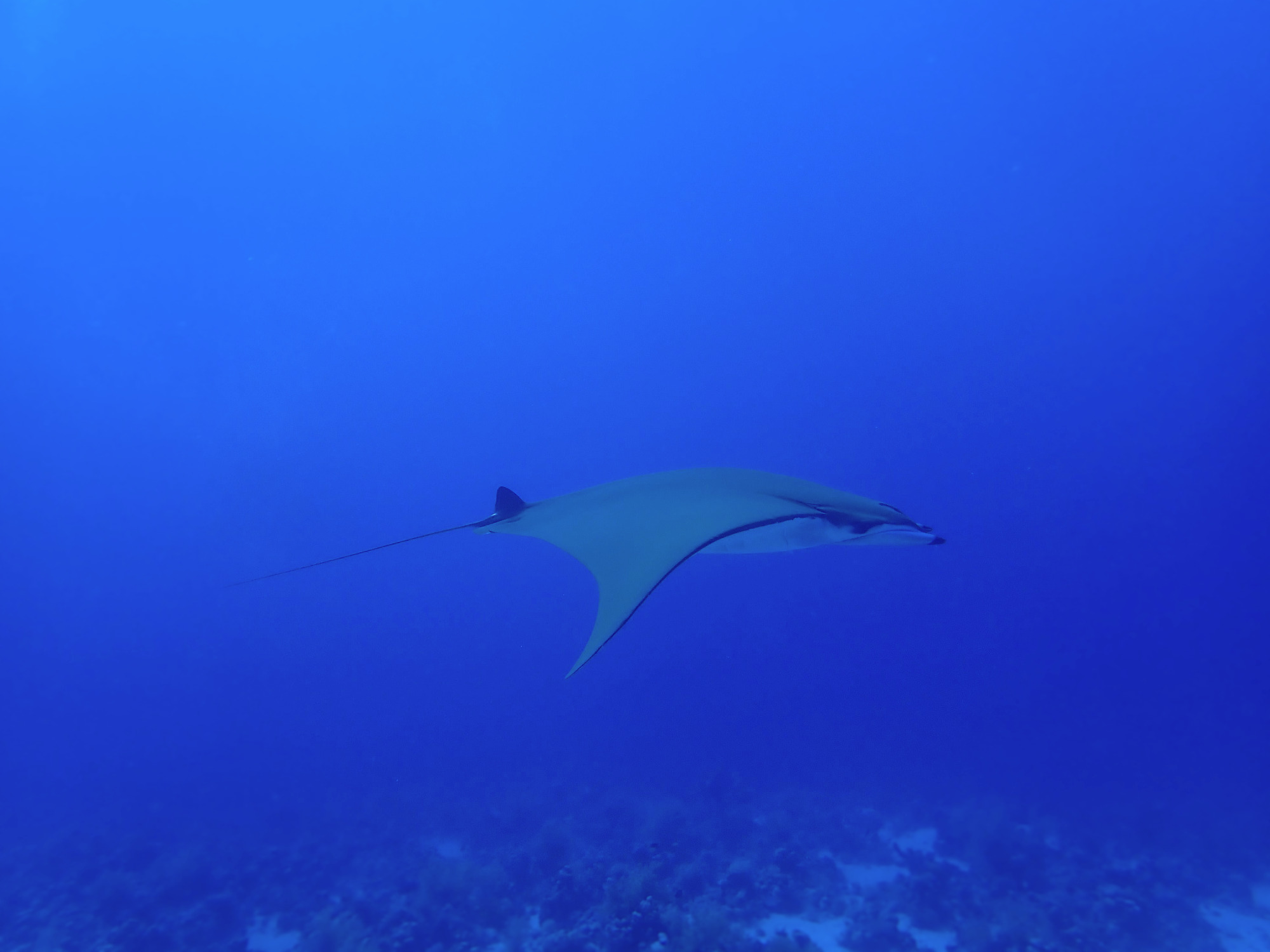 Ein Mobula und Kleine Schwertwale