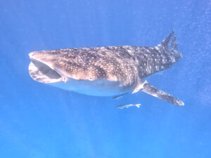 Ein kleiner Walhai brachte uns große Freude