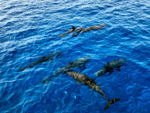 Delfine an der Wasseroberfläche