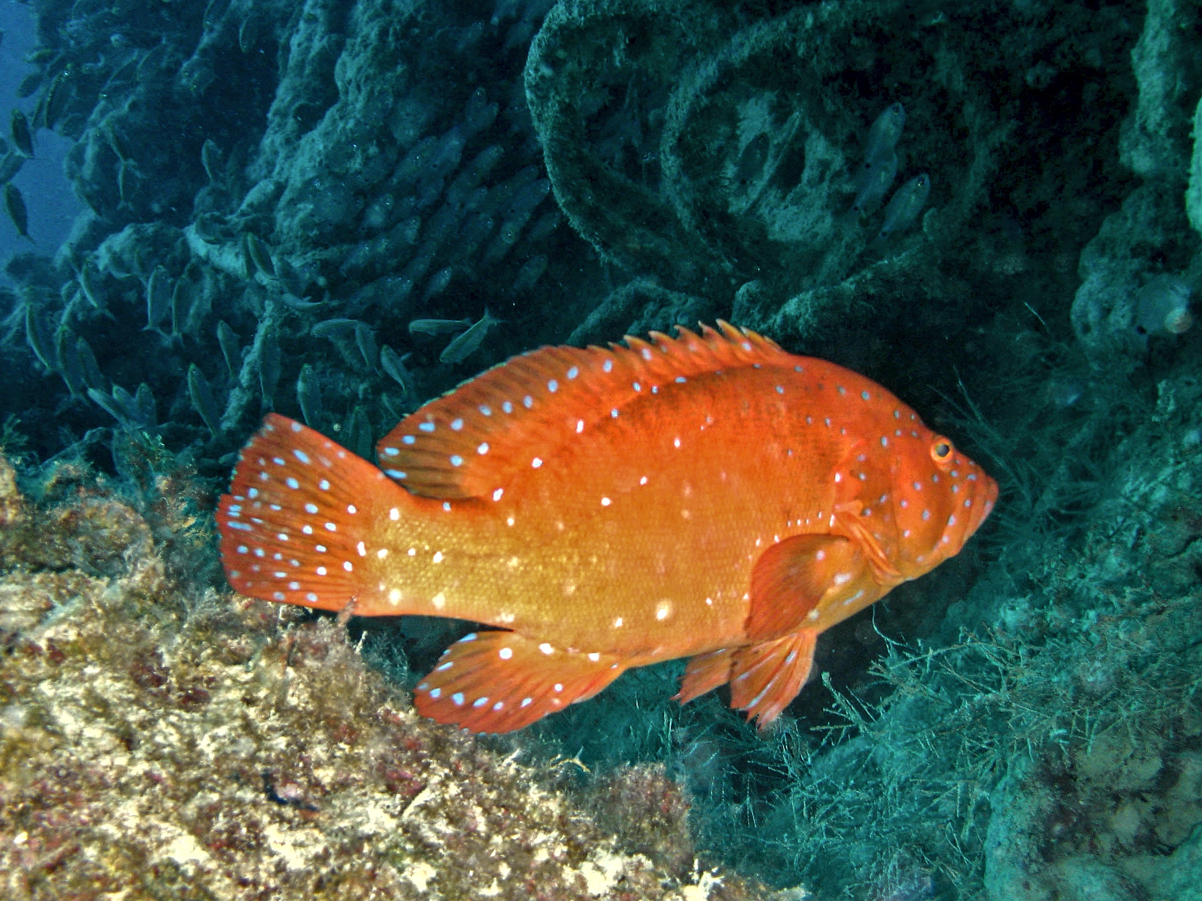 Die Fische wurden langsam wach