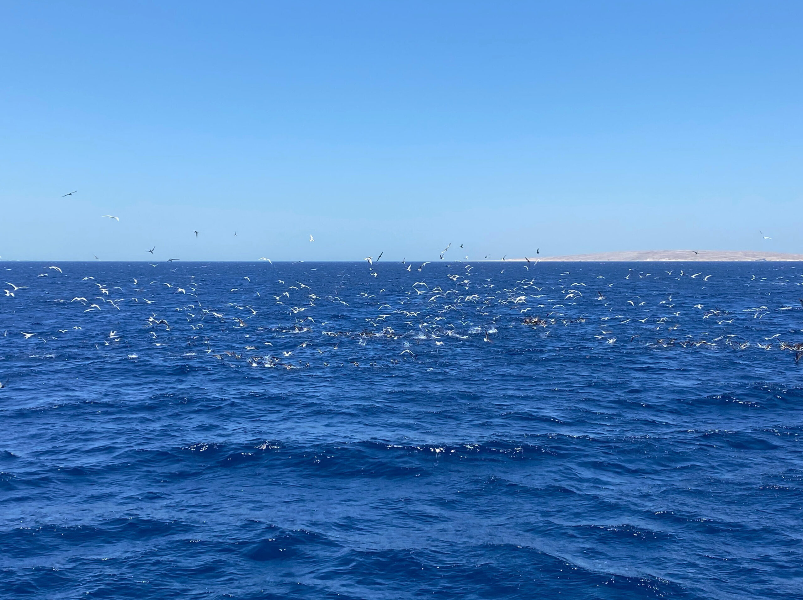 Trubel auf dem Roten Meer