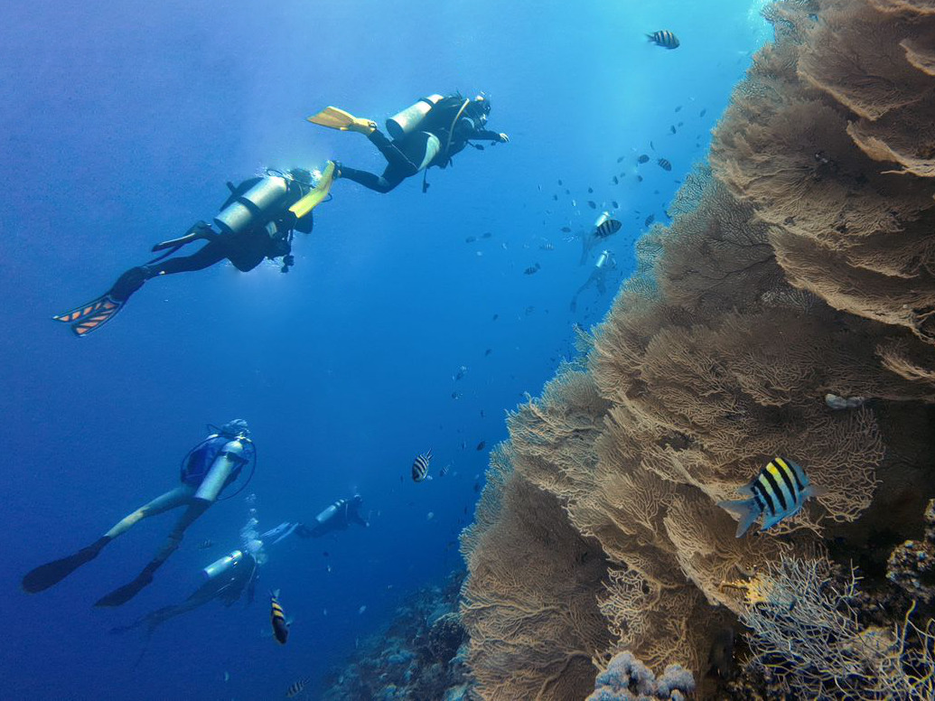 Prachtvolle Korallen an der Riffwand