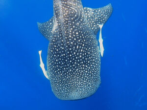 Whaleshark Wednesday im sonnigen Süden