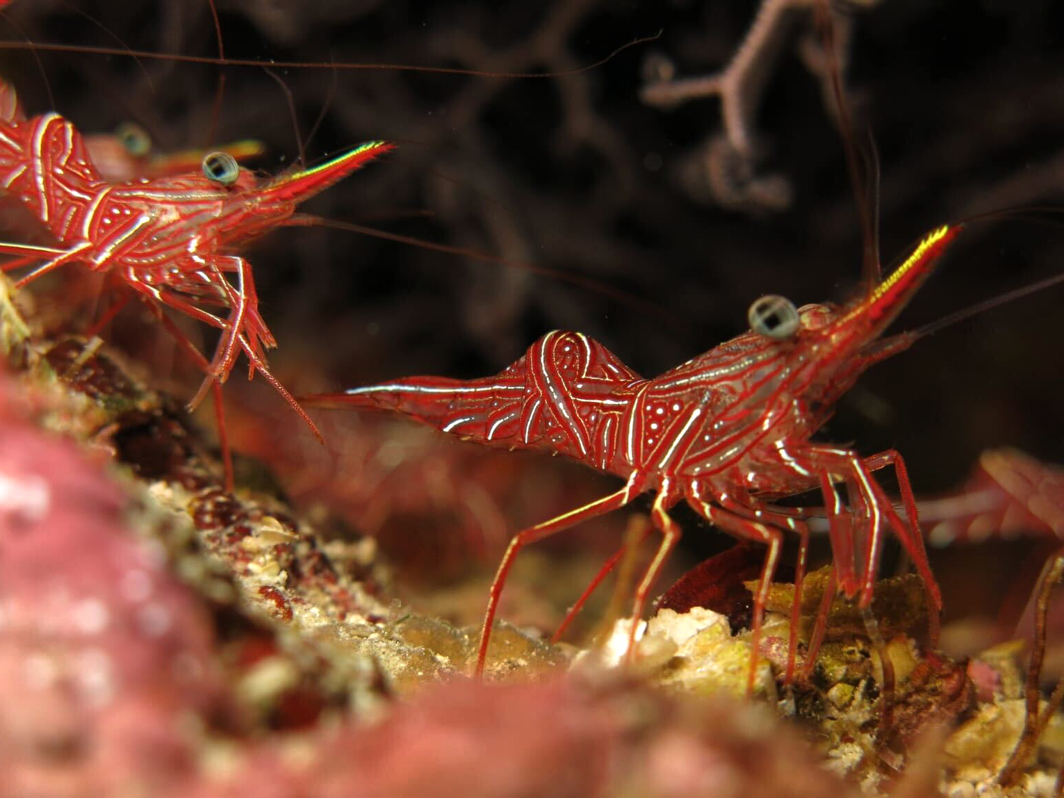 Entspanntes Fische entdecken beim OWD Kurs