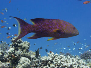 Am Panorama Reef zum Early Morning Dive