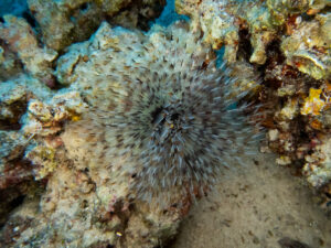 Bootstausch auf dem Weg zum Carless Reef