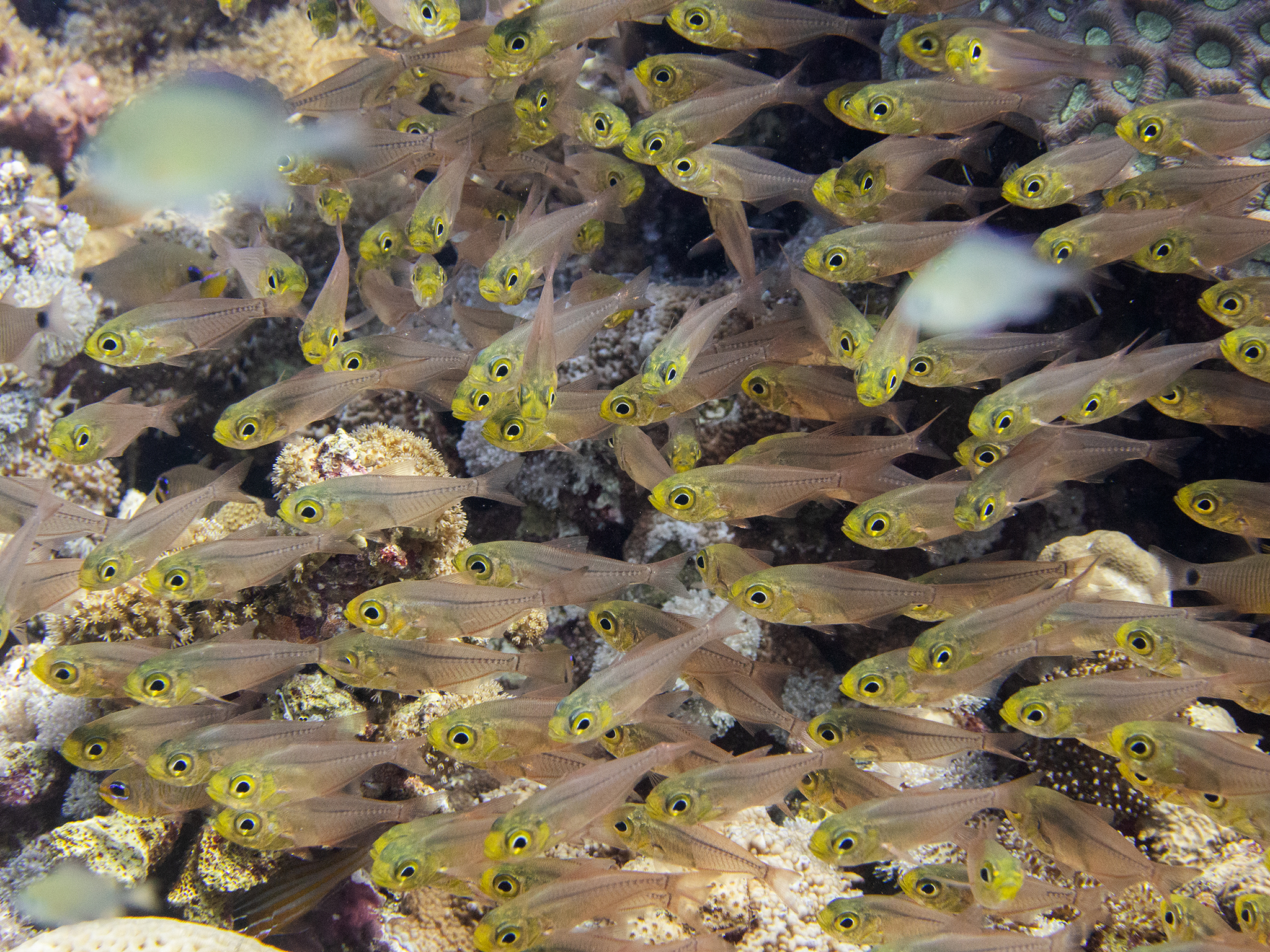 Fische zählen am Samstag