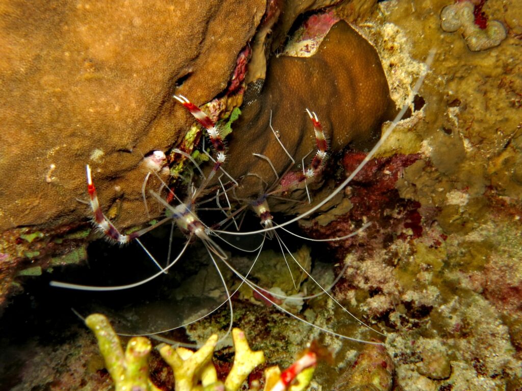 Bunte Korallen und bewohnte Höhlen