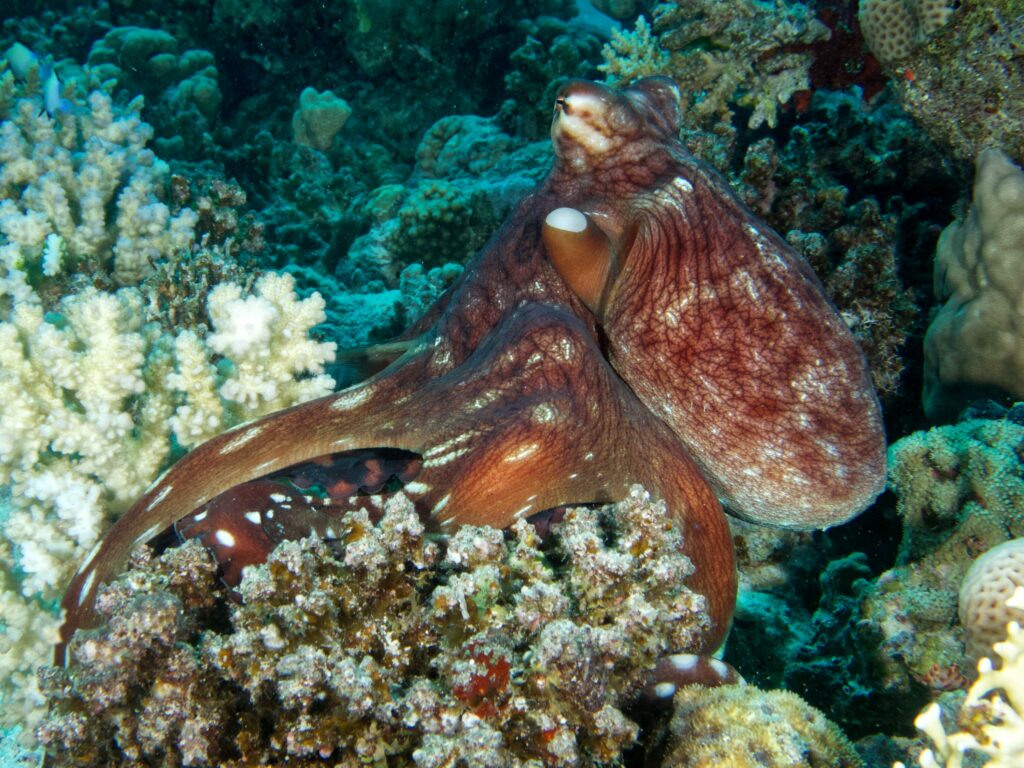 Ein entspannter Dienstag bei den Fischen.