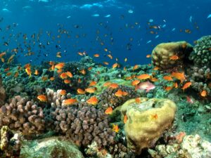 Aufs Meer mit Sicht bis zur Shadwan Insel