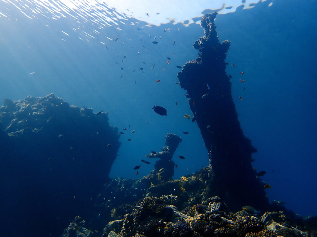 Vergangenes erkunden – das Aquarium erleben