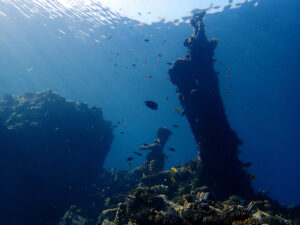 Vergangenes erkunden – das Aquarium erleben