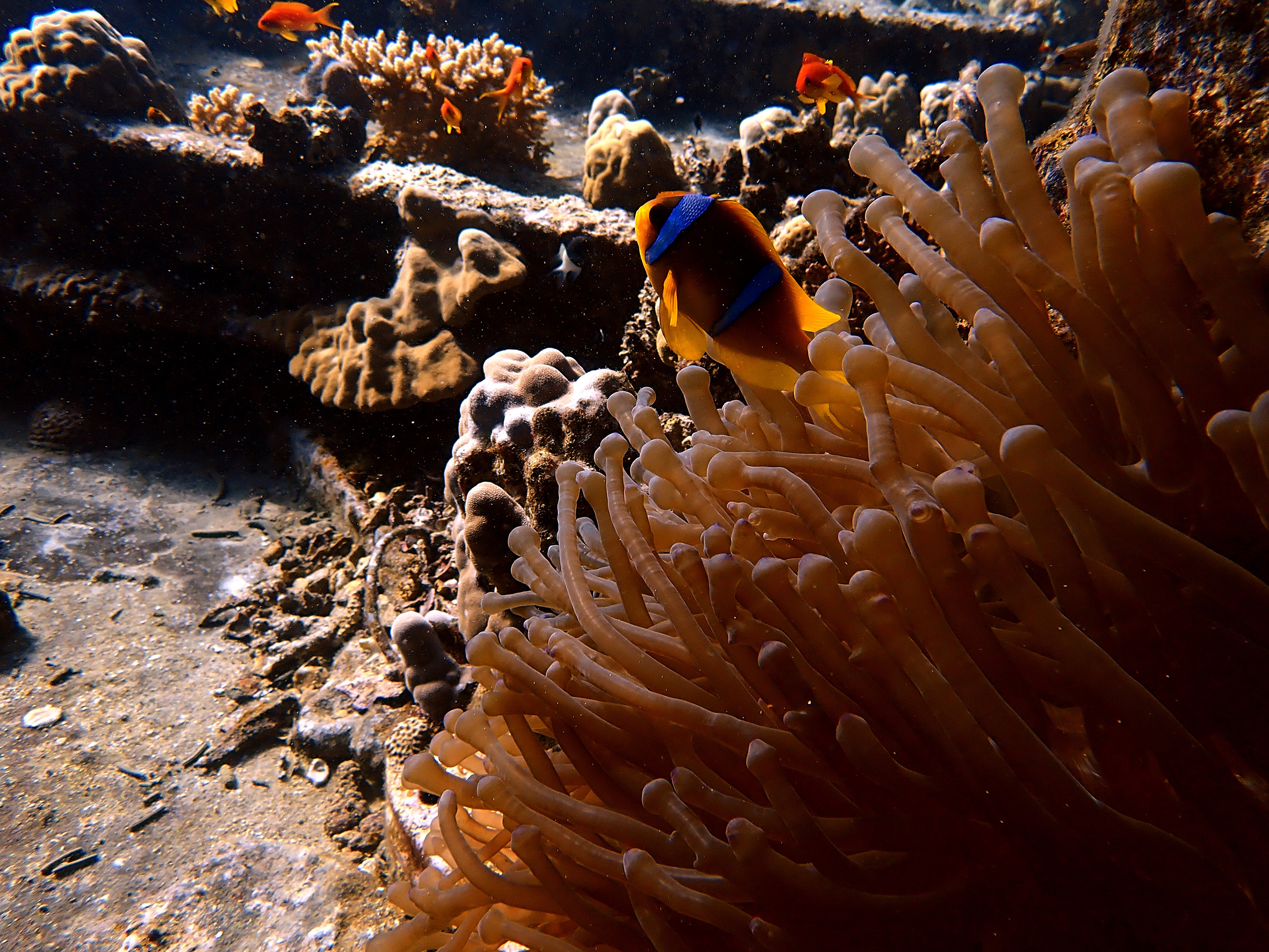 Perfekte Bedingungen für das Carless Reef