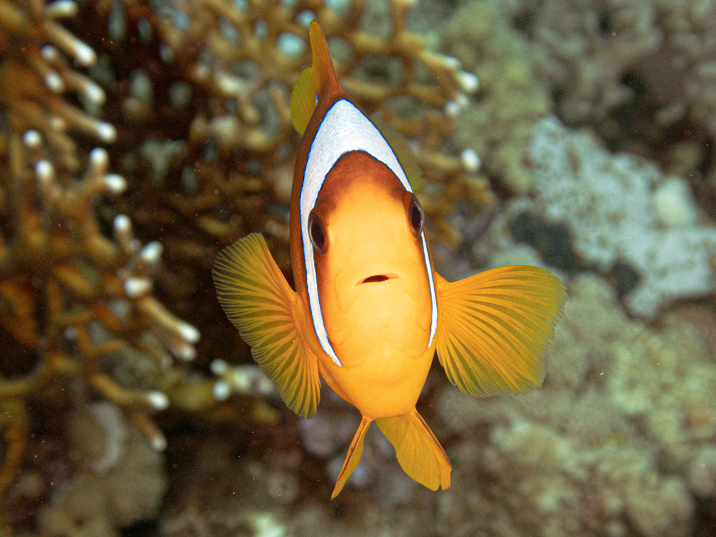 Traumhaft bunt und voll mit Fischen