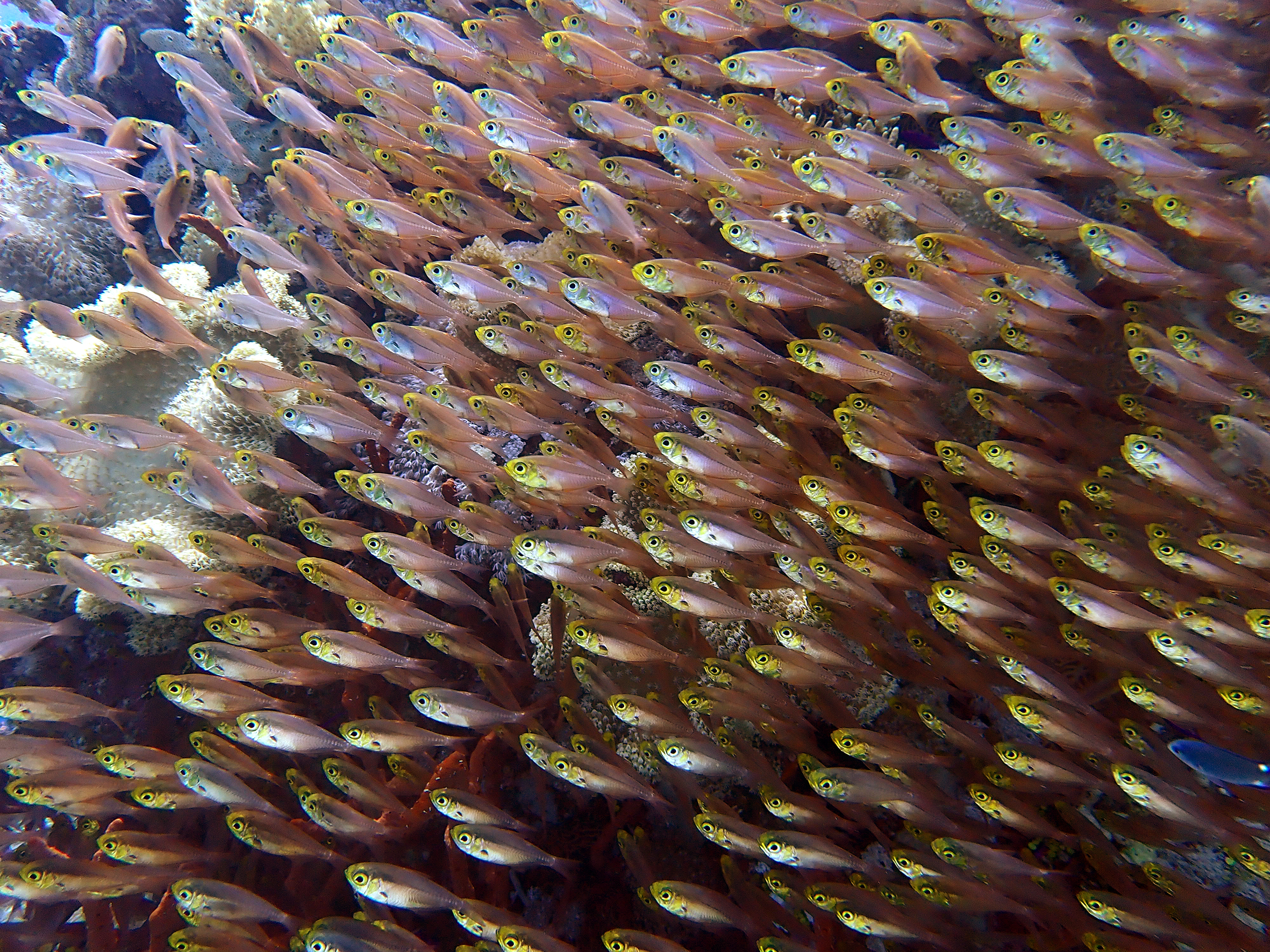 Blubbern lernen mit viel Spaß und einem Delfin