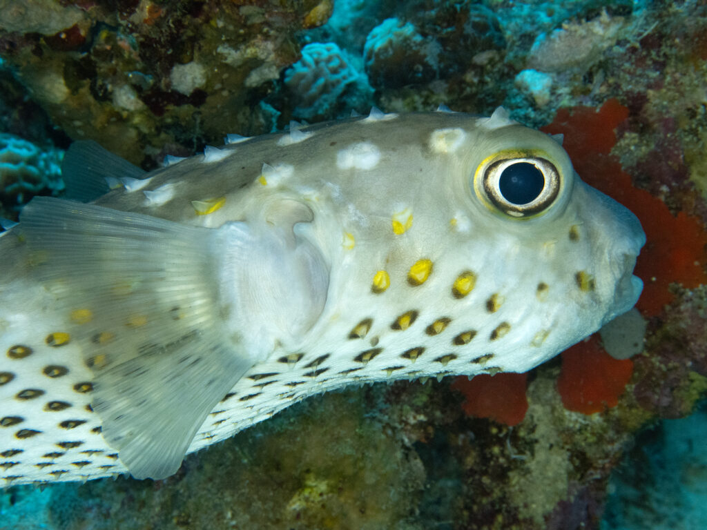 Nach einem Tag Pause wieder bei den Fischen
