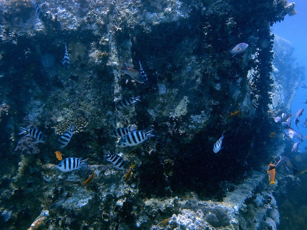 Mit der Bahlul auf Wracktour an der Thistlegorm