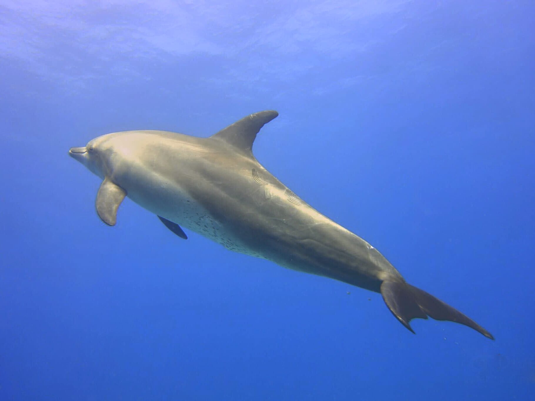 Mit der Galambo zu den Delfinen