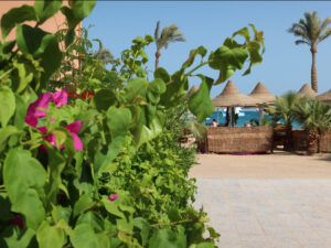 Sommer am Roten Meer - Unser Wochenrückblick