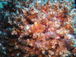 Das Rote Meer leuchtete bunt Unterwasser